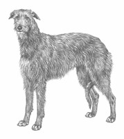 DEERHOUND