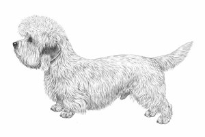 DANDIE DINMONT TERRIER