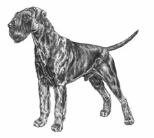 RIESENSCHNAUZER