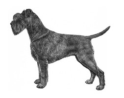 SCHNAUZER MEDIO