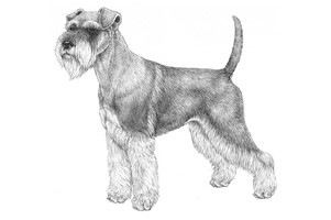 ZWERGSCHNAUZER