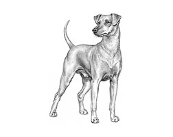 PINSCHER