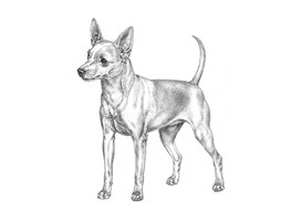 ZWERGPINSCHER