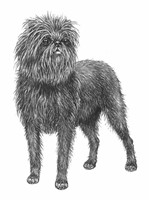 AFFENPINSCHER