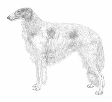 BARZOI