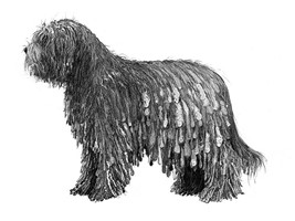 CANE DA PASTORE BERGAMASCO