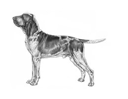 BRACCO ITALIANO