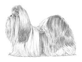 SHIH TZU