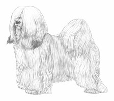 TIBETAN TERRIER