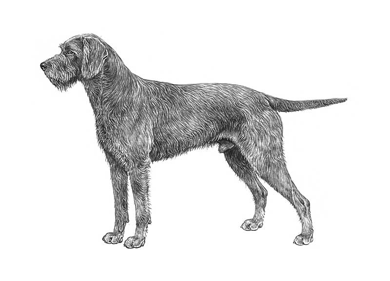 PUDEL POINTER