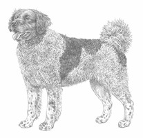 SPANIEL OLANDESE