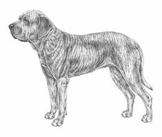 FILA BRASILEIRO