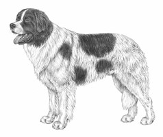 LANDSEER