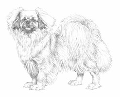 TIBETAN SPANIEL