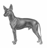 XOLOITZCUINTLE