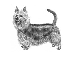 AUSTRALIAN SILKY TERRIER