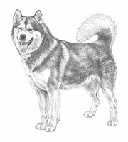 ALASKAN MALAMUTE