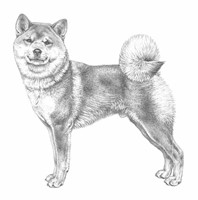 SHIBA