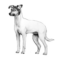 TERRIER GIAPPONESE