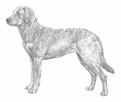 CHESAPEAKE BAY RETRIEVER