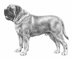 MASTIFF