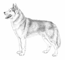 SIBERIAN HUSKY