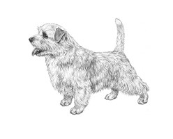 NORFOLK TERRIER