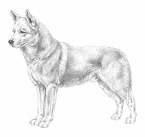 CANAAN DOG