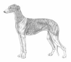 GALGO ESPANOL