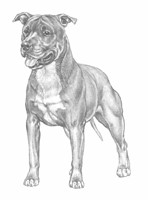 AMERICAN STAFFORDSHIRE TERRIER