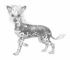 CHINESE CRESTED DOG