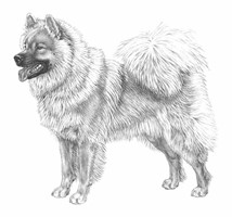 EURASIER