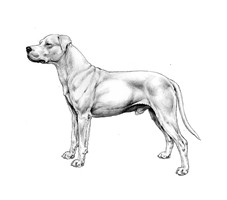 DOGO ARGENTINO