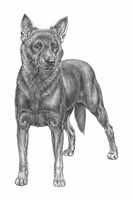 CANE DA PASTORE AUSTRALIANO KELPIE