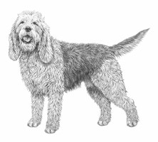 OTTERHOUND