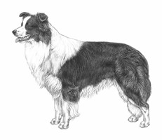 BORDER COLLIE