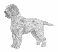 LAGOTTO ROMAGNOLO