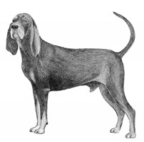 BLACK AND TAN COONHOUND