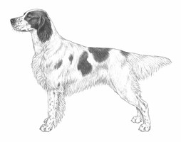 SETTER IRLANDESE ROSSO-BIANCO