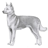 KOREA JINDO DOG