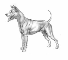 THAI RIDGEBACK DOG