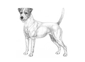 PARSON  RUSSELL TERRIER