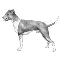 TERRIER BRAZILEIRO