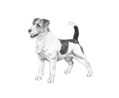 JACK RUSSELL TERRIER