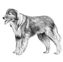 ROMANIAN CARPATHIAN SHEPERD DOG