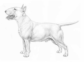 BULL TERRIER INGLESE MINIATURA