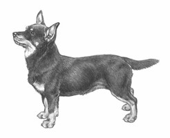 LANCASHIRE HEELER