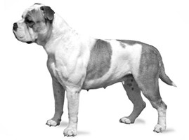 CONTINENTAL BULLDOG