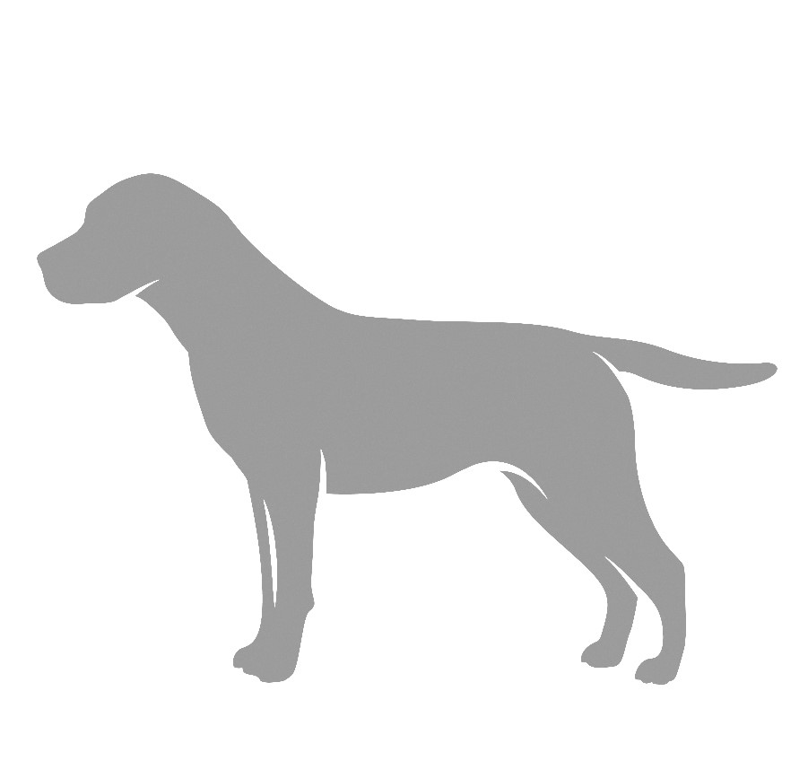 ROMANIAN MIORITIC SHEPERD DOG