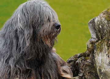 CANE DA PASTORE BERGAMASCO